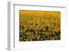 Sunflower Field in Bloom-Darrell Gulin-Framed Photographic Print