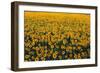 Sunflower Field in Bloom-Darrell Gulin-Framed Photographic Print