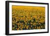 Sunflower Field in Bloom-Darrell Gulin-Framed Photographic Print