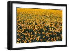 Sunflower Field in Bloom-Darrell Gulin-Framed Photographic Print