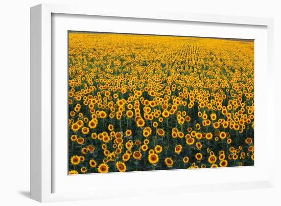 Sunflower Field in Bloom-Darrell Gulin-Framed Photographic Print