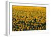 Sunflower Field in Bloom-Darrell Gulin-Framed Photographic Print