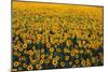 Sunflower Field in Bloom-Darrell Gulin-Mounted Photographic Print