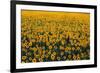 Sunflower Field in Bloom-Darrell Gulin-Framed Photographic Print