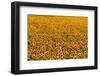 Sunflower Field in Bloom-Darrell Gulin-Framed Photographic Print