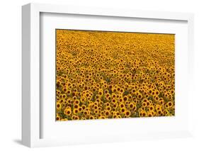 Sunflower Field in Bloom-Darrell Gulin-Framed Photographic Print