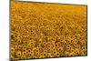Sunflower Field in Bloom-Darrell Gulin-Mounted Photographic Print