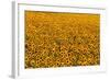 Sunflower Field in Bloom-Darrell Gulin-Framed Photographic Print