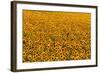 Sunflower Field in Bloom-Darrell Gulin-Framed Photographic Print