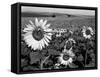 Sunflower Field in Full Bloom-Paul Schutzer-Framed Stretched Canvas