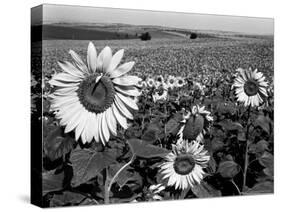 Sunflower Field in Full Bloom-Paul Schutzer-Stretched Canvas