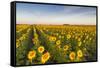 Sunflower Field in Morning Light in Michigan, North Dakota, USA-Chuck Haney-Framed Stretched Canvas