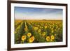 Sunflower Field in Morning Light in Michigan, North Dakota, USA-Chuck Haney-Framed Photographic Print