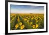 Sunflower Field in Morning Light in Michigan, North Dakota, USA-Chuck Haney-Framed Photographic Print