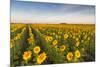 Sunflower Field in Morning Light in Michigan, North Dakota, USA-Chuck Haney-Mounted Photographic Print