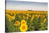 Sunflower Field in Morning Light in Michigan, North Dakota, USA-Chuck Haney-Stretched Canvas