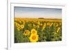 Sunflower Field in Morning Light in Michigan, North Dakota, USA-Chuck Haney-Framed Photographic Print