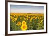 Sunflower Field in Morning Light in Michigan, North Dakota, USA-Chuck Haney-Framed Photographic Print