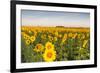 Sunflower Field in Morning Light in Michigan, North Dakota, USA-Chuck Haney-Framed Photographic Print