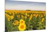 Sunflower Field in Morning Light in Michigan, North Dakota, USA-Chuck Haney-Mounted Photographic Print