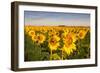 Sunflower Field in Morning Light in Michigan, North Dakota, USA-Chuck Haney-Framed Photographic Print