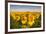 Sunflower Field in Morning Light in Michigan, North Dakota, USA-Chuck Haney-Framed Photographic Print