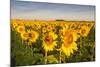 Sunflower Field in Morning Light in Michigan, North Dakota, USA-Chuck Haney-Mounted Photographic Print