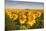 Sunflower Field in Morning Light in Michigan, North Dakota, USA-Chuck Haney-Mounted Photographic Print