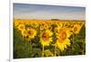 Sunflower Field in Morning Light in Michigan, North Dakota, USA-Chuck Haney-Framed Photographic Print