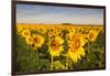 Sunflower Field in Morning Light in Michigan, North Dakota, USA-Chuck Haney-Framed Photographic Print