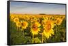 Sunflower Field in Morning Light in Michigan, North Dakota, USA-Chuck Haney-Framed Stretched Canvas