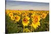 Sunflower Field in Morning Light in Michigan, North Dakota, USA-Chuck Haney-Stretched Canvas