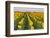 Sunflower Field in Morning Light in Michigan, North Dakota, USA-Chuck Haney-Framed Photographic Print