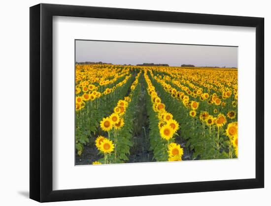 Sunflower Field in Morning Light in Michigan, North Dakota, USA-Chuck Haney-Framed Photographic Print