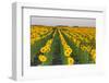 Sunflower Field in Morning Light in Michigan, North Dakota, USA-Chuck Haney-Framed Photographic Print