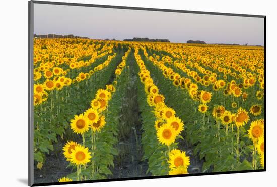 Sunflower Field in Morning Light in Michigan, North Dakota, USA-Chuck Haney-Mounted Photographic Print