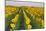 Sunflower Field in Morning Light in Michigan, North Dakota, USA-Chuck Haney-Mounted Photographic Print