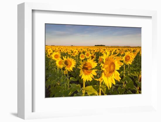 Sunflower Field in Morning Light in Michigan, North Dakota, USA-Chuck Haney-Framed Photographic Print