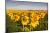 Sunflower Field in Morning Light in Michigan, North Dakota, USA-Chuck Haney-Mounted Photographic Print