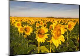 Sunflower Field in Morning Light in Michigan, North Dakota, USA-Chuck Haney-Mounted Photographic Print