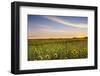 Sunflower Field in Morning Light in Michigan, North Dakota, USA-Chuck Haney-Framed Photographic Print