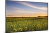 Sunflower Field in Morning Light in Michigan, North Dakota, USA-Chuck Haney-Mounted Photographic Print