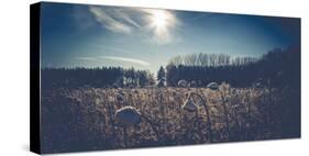 Sunflower field in winter-Mandy Stegen-Stretched Canvas