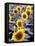 Sunflower Field, Jamestown, North Dakota, USA-Bill Bachmann-Framed Stretched Canvas