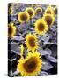 Sunflower Field, Jamestown, North Dakota, USA-Bill Bachmann-Stretched Canvas