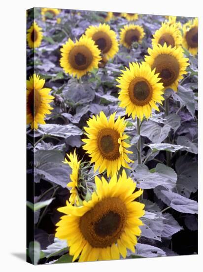 Sunflower Field, Jamestown, North Dakota, USA-Bill Bachmann-Stretched Canvas