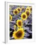 Sunflower Field, Jamestown, North Dakota, USA-Bill Bachmann-Framed Premium Photographic Print