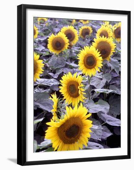 Sunflower Field, Jamestown, North Dakota, USA-Bill Bachmann-Framed Premium Photographic Print