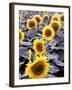 Sunflower Field, Jamestown, North Dakota, USA-Bill Bachmann-Framed Premium Photographic Print