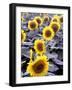 Sunflower Field, Jamestown, North Dakota, USA-Bill Bachmann-Framed Photographic Print